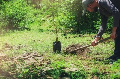 17个园林绿化种植的技术问答